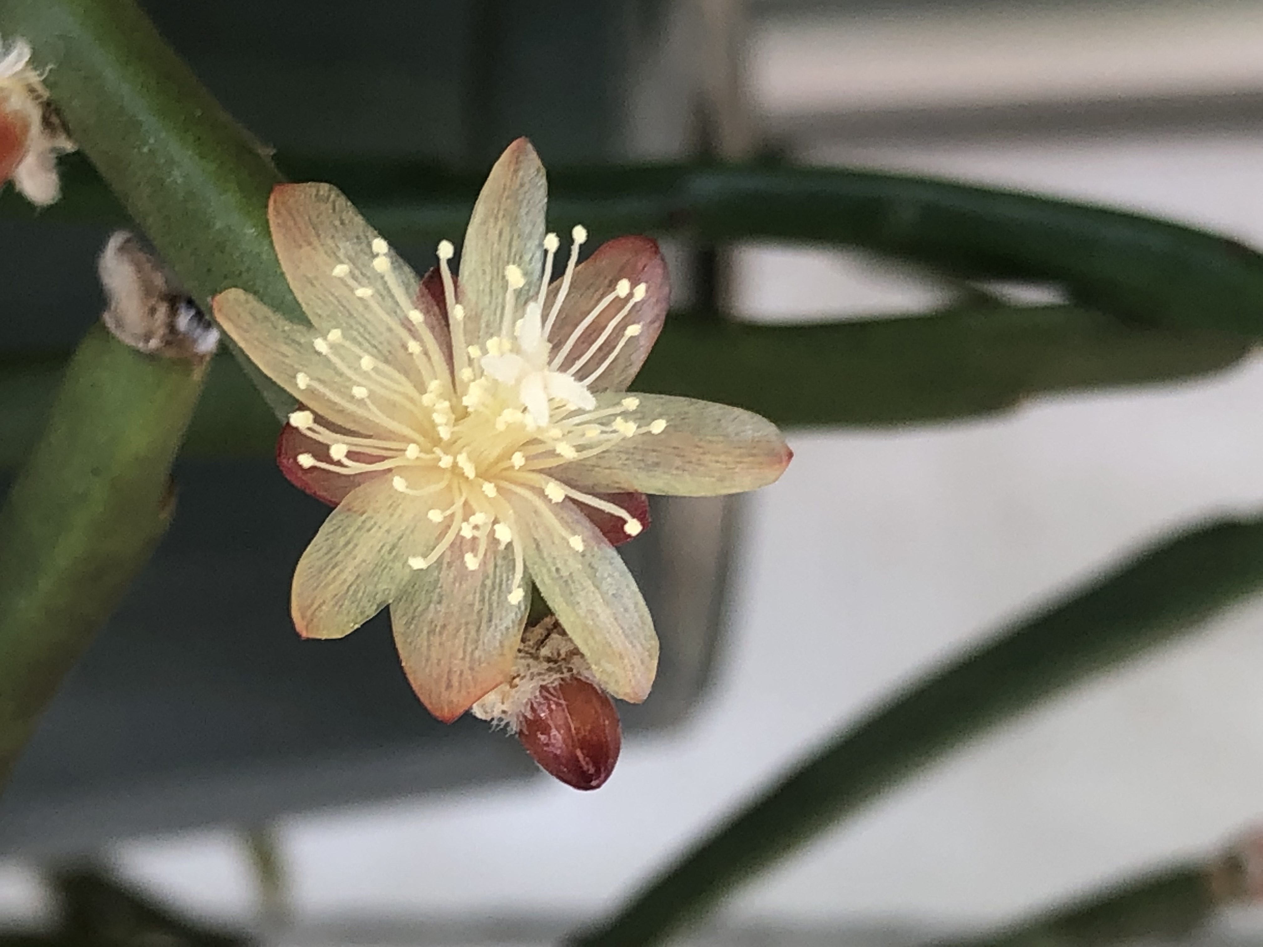 http://www.cloudjungle.com/cloudjungle/Cactaceae/Rhipsalis/Rhipsalis dissimilis f marnierianum flower 2.jpeg